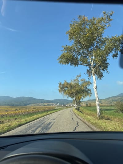 The image depicts a rural landscape near Blienschwiller, France, viewed from inside a vehicle, with a portion of the dashboard visible at the bottom. A single-lane asphalt road, exhibiting multiple linear and serpentine cracks, recedes into the mid-ground and curves to the right. To the right of the road, a series of deciduous trees, likely birch, with prominent white-grey bark and green-yellow foliage, are situated on a grassy verge. Beyond these trees, a green field extends. To the left of the road, cultivated vineyards with yellow-green leaves extend across the terrain towards the distant background. A small village, characterized by light-colored structures and dark roofs, is partially visible through the vineyards in the mid-ground, accompanied by a white triangular road sign with a red border. The horizon features rolling, forested hills under a clear blue sky with faint wispy clouds. The scene is illuminated by direct sunlight, casting shadows on the road. No human figures or other vehicles are present within the observable road or immediate environment.