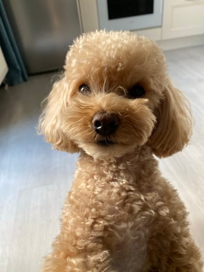 This media file is a close-up, overhead shot of a tan poodle looking directly at the camera. The dog's fur is curly and appears somewhat disheveled. The lighting suggests it is daytime, with sunlight casting highlights on the dog's fur and the surrounding environment. The background is a light-colored, textured surface, possibly a floor or a rug, with hints of what appears to be cabinetry or a wall on the left side of the frame, suggesting an indoor setting. The dog's expression is neutral, with its eyes focused forward. There is no visible text in the image. The scene is static, with the dog being the sole subject. The image was taken in Myaglovo, Russia.