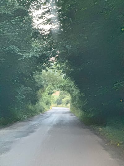 The image depicts a paved road winding through a tunnel of dense green foliage. Sunlight filters through the leaves overhead, creating dappled light on the wet asphalt. The road appears to be in a rural area, with no visible buildings or structures. The environment is lush and natural, suggesting a location within a forest or a well-treed park. The specific location in Naraiv, Ukraine, is not identifiable from the visual information alone.