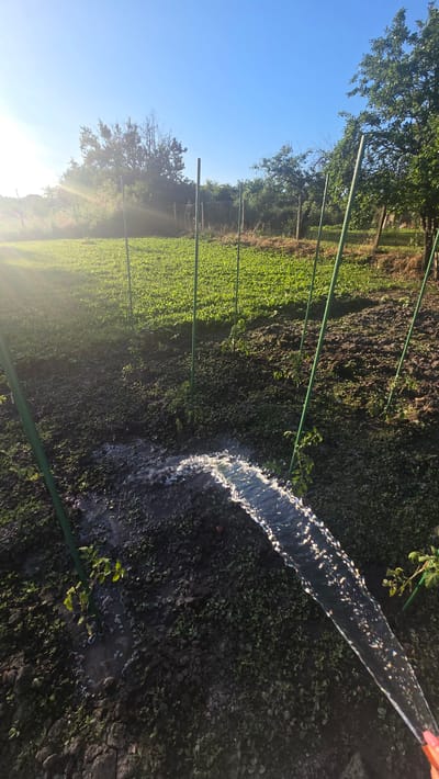 The image depicts an outdoor scene of a garden or agricultural field being watered. The perspective is from a high angle, looking down onto the scene.
The primary subjects are the water being sprayed from a hose, the plants in the field, and the support structures for the plants. A person's hand with pink nail polish is visible at the top right corner, holding the hose. The field is densely planted with small green plants, appearing lush and healthy, extending into the background. Several green poles are strategically placed throughout the field, likely serving as supports for climbing plants or a trellising system. The soil is dark and appears moist where the water has landed.
The activity taking place is the watering of the plants, with a clear stream of water arcing from the hose onto the soil and vegetation. The water is catching the sunlight, creating sparkling highlights.
Notable details include the bright, clear blue sky, suggesting good weather and likely daytime. The sunlight is strong, casting some glare and lens flare, particularly on the left side of the image. The presence of trees and a fence in the background provides context to the location, indicating it is a rural or semi-rural setting. The overall mood is one of diligent gardening or farming, with the emphasis on nurturing the crops.
There is no visible text in the image.