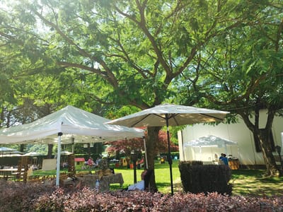 The image depicts an outdoor market scene under a large, leafy tree. In the foreground, a dense bed of red-leafed bushes is visible. Several white canopy tents are set up, providing shade. One tent in the center of the image has a large beige umbrella attached to a tree. Under the umbrella, a man wearing a white t-shirt and black pants is lying down, his head resting against the tree. In the middle ground, various market stalls are visible, with tables displaying items like potted plants and decorative objects. In the background, a white building stands, and there are more trees and greenery. Two people in blue shirts are seen at a stall near the building. The scene appears to be a lively outdoor event on a sunny day.