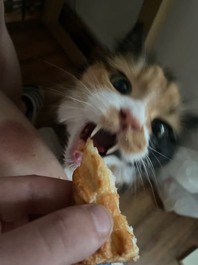 The image shows a close-up, low-angle shot of a calico cat being offered a piece of food, likely a pastry, from a human hand. The cat's mouth is open, revealing sharp teeth and a pink tongue, as it leans forward to take a bite. Its eyes are wide and focused on the food. The cat's fur has distinct patches of white, orange, and black.
The background is dark and appears to be an indoor setting, possibly a home, with blurred wooden surfaces and a white plastic bag visible. The lighting is dim, highlighting the cat's face and the food. The human hand holding the food is in the foreground, with its fingers and thumb clearly visible. The focus is sharp on the cat's mouth and the food, while the rest of the image is slightly blurred.
The overall impression is one of an intimate moment between a pet and its owner, capturing the cat's eagerness to eat. The image was likely taken during the day, given the natural lighting on the food, but the indoor setting makes it difficult to determine the exact time of day or weather conditions. There is no visible text in the image. The location context provided, Teplice, Czechia, is not discernible from the image itself.