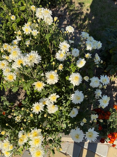 The image shows a close-up view of a cluster of white and yellow chrysanthemums blooming in a garden. The flowers are in various stages of bloom, with some fully open and others still budding. The leaves are green and lush, and the overall impression is one of natural beauty and abundance. The flowers are growing in front of a pathway made of interlocking pavers, and in the background, there is grass and some darker green foliage. The lighting suggests it is daytime, with sunlight casting shadows on the ground. The scene appears to be outdoors, in a garden setting, possibly in Brailiv, Ukraine, given the context provided.