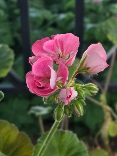 A close-up image shows a cluster of pink geranium flowers and buds against a blurred green leafy background. The flowers exhibit varying stages of bloom, with some fully open, showcasing petals with slight color variations, and others still tightly closed as buds. Fine hairs are visible on the flower stems and buds. A dark, indistinct structure is visible behind the foliage. The image doesn't provide information that would allow determining that the photograph was taken in the city of Balsha, Bulgaria.