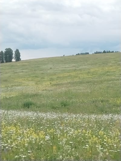 The image depicts a vast, rolling meadow blanketed in a profusion of wildflowers, primarily white daisies and yellow blossoms. The foreground is densely packed with these flowers, creating a textured carpet. The meadow slopes gently upwards towards the horizon, where a line of trees can be seen. In the distance, a few solitary trees dot the landscape, and further still, a more substantial cluster of trees forms a dark silhouette against the sky. The sky itself is overcast, with soft, diffused clouds creating a muted light. The overall impression is one of a peaceful, natural landscape. The time of day appears to be daytime, given the brightness of the light, though the cloudy conditions prevent the harshness of direct sunlight. The location cues suggest a rural or semi-rural setting in Chebarkul', Russia, a place known for its natural beauty. There are no people or objects clearly visible in the scene, emphasizing the natural environment. The mood evoked is one of tranquility and natural abundance. There is no visible text in the image.