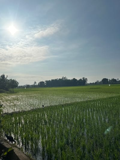 The image depicts a sunlit rural landscape, likely a rice paddy field, in Blangseureukuy, Indonesia. The sky is a pale blue with scattered white clouds, and the sun is visible as a bright orb in the upper left corner, casting a glare. The foreground is dominated by rows of young green rice plants submerged in water, reflecting the sky and surrounding vegetation. A dark-colored bird, possibly a chicken or a duck, is standing near the edge of the paddy on the left, while another similar bird is visible further back in the field. In the background, a dense line of trees forms the horizon, with some taller palm trees interspersed. The overall impression is one of tranquility and agricultural activity under a bright sky.