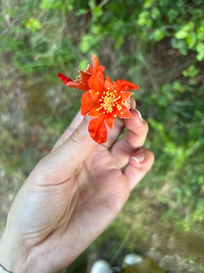 A hand is holding two bright orange flowers with yellow stamens. The hand is positioned in the foreground of the image, with the flowers obscuring part of the palm. The background is a blur of green foliage. The image does not contain any elements that would allow for the determination of its location in the city of Čučuci, Montenegro.