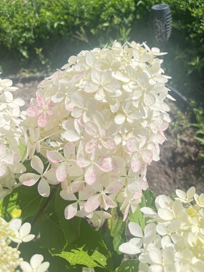 A close-up shot shows a large cluster of white hydrangea flowers, with some petals displaying pink speckles. The flowers are in focus, with the background blurred into green foliage and patches of dark soil. A dark, decorative garden light is visible in the upper right corner, partially obscured by the blooms. The image captures a natural outdoor setting, likely a garden, with sunlight filtering through the leaves. There are no people or animals present in the scene.