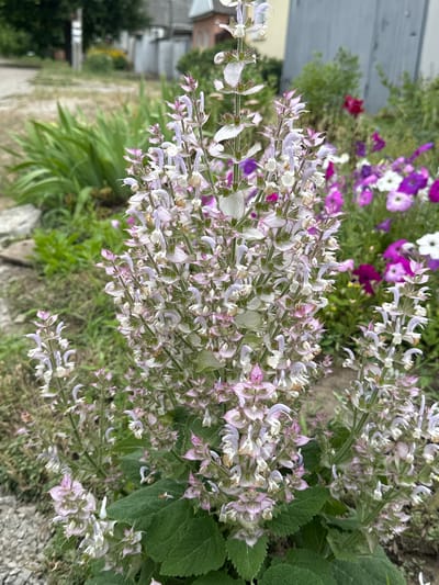 This media file is a close-up, vertically oriented photograph of flowering plants. The primary subjects are clusters of pale purple and white flowers with delicate, elongated petals, arranged on tall, slender stems. These flowers are in bloom and appear to be the focal point of the image. In the background, other flowers with deeper purple and pink hues are visible, along with lush green foliage. Some of the flowers in the background are rounder, while others are trumpet-shaped.

The setting appears to be an outdoor garden or a naturalistic planting area. Hints of a building or fence are present in the upper left, suggesting a residential or cultivated outdoor space. There is also a hint of a pathway or ground surface made of gravel or stone in the lower right portion of the frame. The lighting suggests it is daytime, likely outdoors with natural light. No people are visible in the media. The overall mood conveyed is one of natural beauty and growth.

The image does not contain any visible text. The location context provided is Lopaskyne, Ukraine, which aligns with the type of flora and garden setting depicted.
