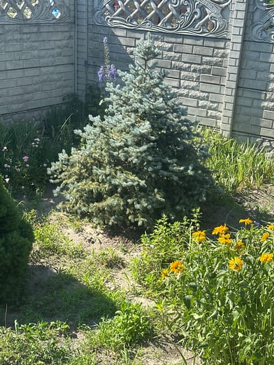 The image depicts an outdoor scene in the city of Dvorichnyi Kut, Ukraine. In the foreground, a cluster of yellow flowers with green foliage is visible. Behind the flowers, a blue spruce tree stands centrally, its branches casting shadows on the surrounding ground. To the left of the spruce, a dark green, conical shrub is partially in frame. In the background, a grey brick fence with decorative concrete elements runs horizontally across the image. A tall stalk of purple flowers is growing near the fence to the left of the spruce. The ground is a mixture of soil and grass. The lighting suggests a sunny day. There are no people or animals present in the scene.