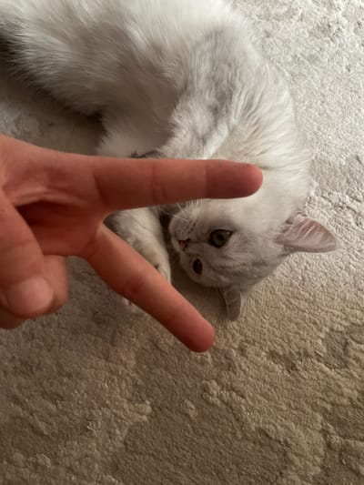 A close-up, eye-level shot shows a person's hand with two fingers extended in a peace sign, partially obscuring a light gray cat lying on its side on a textured, light-colored carpet. The cat, appearing to be a domestic shorthair, has green eyes and is looking towards the camera. The background is entirely filled with the carpet. The image is taken indoors in an urban environment, specifically in the city of Varash, Ukraine.