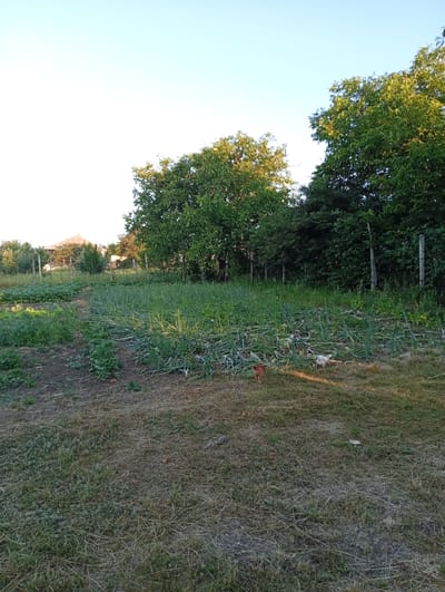 The image depicts an outdoor scene in Buțeni, Moldova. In the foreground, dry grass and some green patches are visible. In the mid-ground, a garden area is present with rows of green plants, possibly onions, and some other leafy vegetables. Two chickens are visible in the garden; one brown chicken is walking away from the camera, and a white chicken is pecking at the ground. In the background, a fence line with wooden posts runs horizontally, and behind that, a building with a sloped roof is partially visible. Lush green trees form a dense line behind the garden and the building. The sky above is clear and light blue, suggesting it is either early morning or late afternoon.