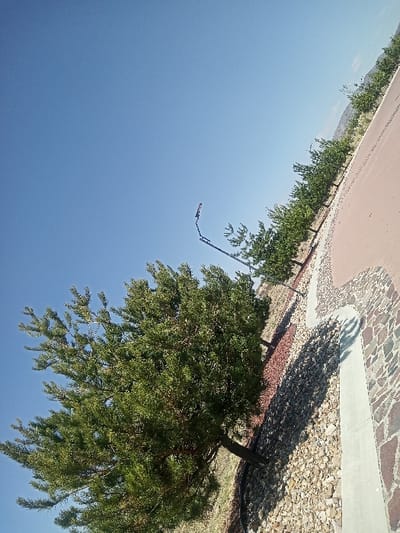 The image depicts an outdoor scene under a clear blue sky in La Venta, Mexico. The perspective is diagonally oriented, looking upwards from a ground-level pathway. In the lower right foreground, a paved surface features irregular, reddish-brown and tan mosaic-style stones, bordered by a light grey concrete curb. Immediately adjacent to the curb is a bed of light-colored, small gravel, which transitions into a darker, reddish-brown mulch bed. A large, prominent evergreen tree with dense, dark green needle-like foliage occupies the left side of the frame, its trunk partially visible. A line of similar green trees extends diagonally from the mid-ground towards the upper right. Above and behind these trees, a black, curved street light pole with a light fixture is present. Further right and upward, a reddish-brown paved road or pathway runs parallel to the line of trees. The background on the far right shows a distant, tree-lined landscape beneath the horizon. Strong sunlight is evident, casting distinct shadows across the gravel and mulch beds. No individuals, vehicles, or animals are present.