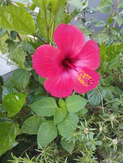 The image displays a close-up of a vibrant pink hibiscus flower in full bloom. The flower's petals are broad and slightly ruffled, with delicate white veins radiating from the center. The pistil, a prominent feature of the hibiscus, extends from the flower's core, tipped with bright yellow anthers. Surrounding the flower are lush green leaves of various shapes and sizes, some glossy and others matte. In the background, the foliage appears denser, with hints of other plants and a textured, gray surface, possibly a wall or a container. The scene suggests an outdoor setting, likely a garden or a plant display. The image does not contain any people or specific landmarks that would pinpoint its location within the city of Zarafshan, Uzbekistan.