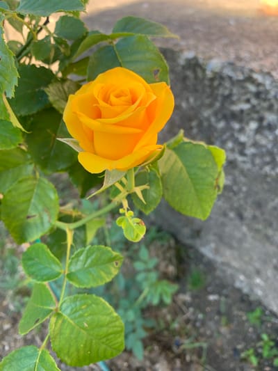 A single, vibrant yellow rose in full bloom is the focal point of this close-up outdoor shot. The rose, with its tightly furled petals forming a classic spiral shape, is positioned in the upper center of the frame. It is surrounded by lush green leaves, some of which are slightly out of focus, creating a shallow depth of field. The stem of the rose is visible, adorned with smaller, developing buds and thorny protrusions.

In the background, a rough, gray concrete surface occupies the right half of the image. Its texture is coarse and irregular, suggesting it might be a wall or a large stone. The ground below the rose is a mix of dry soil, sparse grass, and scattered organic debris.

The lighting suggests it is either early morning or late afternoon, with a warm, soft glow illuminating the scene, particularly the upper left portion of the image where hints of sunlight catch the leaves and the distant background.

The photograph was taken in Aguy-Shapsug, Russia. The environment is consistent with a garden or natural setting within a Russian locale, possibly a residential area or a park. There are no people or animals present in the image. The overall impression is one of natural beauty and tranquility.
