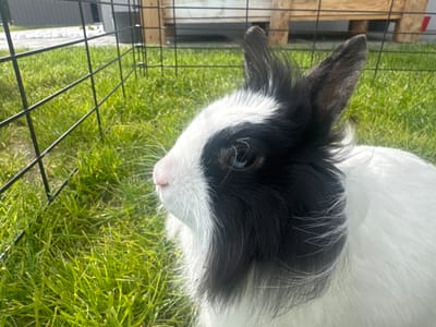 A black and white rabbit is standing on green grass inside a wire fence. The location is Tyniec Mały, Poland.