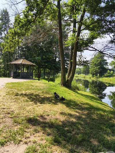 The image depicts a serene park scene in Mjölby, Sweden, likely situated near the Sävö nature reserve, known for its tranquil waterways and green spaces. In the foreground, a grassy bank slopes down towards a calm river, its surface reflecting the surrounding trees and sky. Two ducks are resting on the grass, partially shaded by a large tree with spreading branches. Further back, a rustic wooden gazebo with a multi-tiered roof stands on a gravel path, providing a sheltered spot. The backdrop consists of lush green trees and vegetation, with hints of buildings and a bridge visible in the distance across the river. The overall atmosphere is one of peaceful natural beauty.