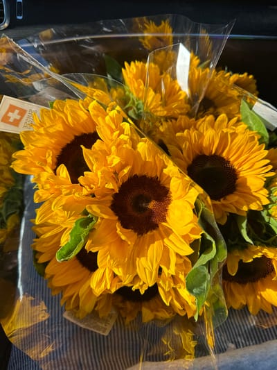 The image depicts multiple bouquets of sunflowers, each individually wrapped in clear plastic. A white tag displaying a red Swiss cross and the word "SUISSE" is affixed to one of the bouquets, identifying their origin as Switzerland. The sunflowers feature prominent bright yellow petals surrounding dark brown central discs. These bouquets are positioned on a surface characterized by a blue and white striped pattern, consistent with a textile material, located within what appears to be the interior of a vehicle. Strong natural light illuminates the flowers from an unseen source, casting distinct shadows. In the upper-left quadrant, a dark, angled surface with a metallic vent-like object is visible, consistent with an automotive interior component such as a dashboard or ceiling console. No individuals are present in the frame, and no direct actions or interactions are discernible beyond the placement of the bouquets. The depicted scene is located in Chêne-Bourg, Switzerland.