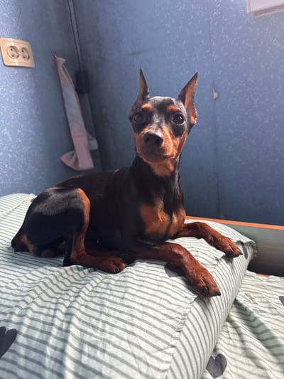A black and tan Miniature Pinscher-type dog is depicted lying on a bed indoors in the city of Yasynivka, Ukraine. The dog is positioned with its body angled slightly left of the camera, head turned forward, and dark, attentive eyes directed towards the viewer. Its front paws are extended and rest on a light-colored pillow. Its hind legs are tucked beneath its body. The bedding consists of a light green and white striped duvet cover or sheet featuring scattered dark heart motifs. In the background, a light blue wall with a textured finish is visible. An off-white double electrical wall socket is mounted on the wall to the upper left. Below the socket, a folded, light-colored fabric item hangs against the blue wall, secured by a dark fixture. Natural light illuminates the scene, casting soft shadows.