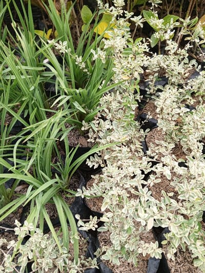 This image captures a close-up, elevated view of cultivated plants in an outdoor nursery or garden setting, located in Weintiapa, Liberia. The scene is bisected by two distinct groups of plants. On the left, multiple clusters of dark green, slender, strap-like leaves extend upwards, indicating individual plants. On the right, a dense arrangement of smaller plants with variegated leaves, characterized by light green centers and prominent creamy-white margins, fills the frame. Both plant types are contained within black plastic planting bags, which are partially visible and embedded in a reddish-brown granular substrate, consistent with soil or mulch. No people, animals, or other identifiable man-made objects or structures are visible within the frame. The lighting suggests natural daylight conditions.