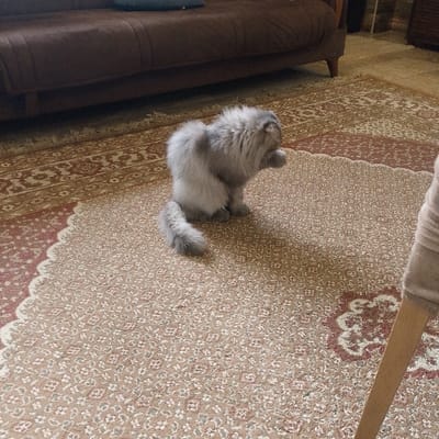 A light grey, long-haired cat is positioned on a patterned rug in an indoor domestic setting in Baghdad, Iraq. The cat, oriented to the left, is sitting on its hindquarters with its front paws raised to its mouth, engaged in a grooming action. The rug features a light brown base with repeating floral or geometric motifs in shades of red, brown, and cream, and a distinct border design. In the background, a brown upholstered sofa with visible wooden legs and a dark blue object resting on it is partially visible. The lower right foreground shows a portion of a light-colored, possibly upholstered chair or stool with a wooden leg. The scene is illuminated by ambient indoor light.