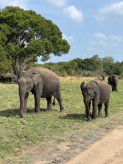 In Katukeliyawa, Sri Lanka, a herd of elephants grazes in a sunlit clearing. A large tree dominates the left side of the frame, its branches reaching towards a pale blue sky dotted with white clouds. Several elephants are visible: one mature elephant stands in the foreground, its trunk lowered to eat grass. To its right, a younger elephant walks forward, and further in the background, two more elephants are seen. The ground is covered in green grass, with patches of dry vegetation and a dirt path bordering the right edge of the image. The environment appears to be a natural habitat.