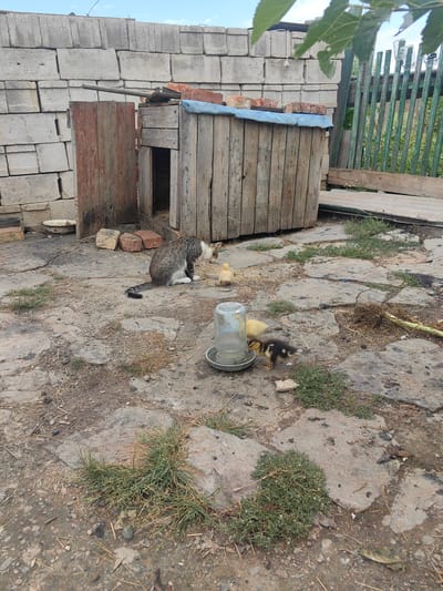 In a yard in Soluno-Dmitrievskoe, Russia, a tabby cat with white markings is eating from a shallow dish near a small wooden shelter. Three ducklings are also present, two of which are near the dish, and one is further away. The ground is paved with irregular stones and dirt, with patches of dry grass and a few scattered pieces of wood. A green wooden fence and a stacked wall of concrete blocks are visible in the background. A glass jar, possibly a water dispenser, is positioned near the feeding dish.