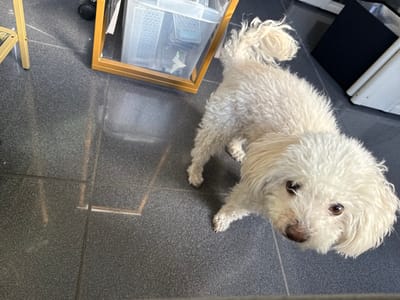 A small, white, curly-haired domestic canine, consistent with a Poodle or Poodle mix, stands on a dark gray speckled tiled floor, occupying the central-right area of the frame. The dog's body is oriented towards the upper left, with its head turned and tilted upwards, its dark eyes directly engaging the viewer. The floor exhibits visible grout lines and reflections of ambient light. In the upper-left quadrant, a golden-colored metal support structure is partially visible. Directly behind the dog, a rectangular object with a golden frame, possibly a display case, rests on the floor, containing multiple clear plastic storage containers. Further right and obscured by shadow in the background are indistinct dark and light objects. The scene is illuminated by an overhead light source. This event takes place indoors in Bad Vilbel, Germany.