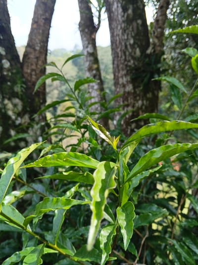 The image depicts a close-up of green plant foliage in Masulog, Philippines. In the sharp foreground, a dense arrangement of plants displays numerous lanceolate to ovate leaves, some exhibiting lighter edges or subtle variegation. A nascent shoot with bright green leaves is visible near the center. The midground features three out-of-focus tree trunks with textured, likely lichen-covered bark. The background presents a blurred natural landscape indicative of hills or dense forest under natural daylight. No human subjects, animals, or artificial structures are discernible.