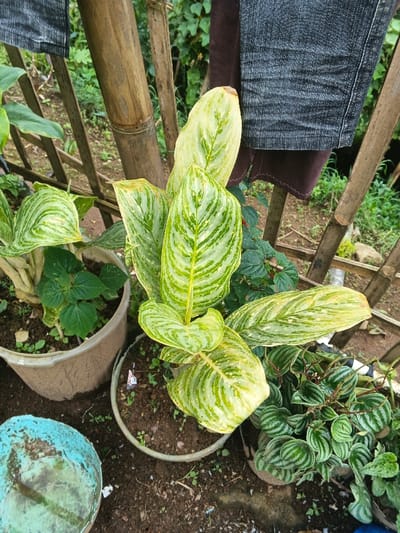 This vibrant outdoor image presents a close-up view of several potted plants set against a rustic bamboo fence. In the center, a large potted plant dominates, showcasing striking variegated leaves with irregular patterns of light green and darker green, characteristic of an Aglaonema or Chinese Evergreen. Some of its leaves exhibit slight yellowing or browning at the tips.
To the left, another potted plant with solid green, rounder leaves is partially visible within a light-colored pot. In the bottom right corner, a smaller plant with numerous small, striped, and slightly textured green leaves, resembling a Peperomia, grows in its own pot. The pots are simple, appearing to be made of plastic or terracotta, with one in the lower-left corner showing a distinct light blue or teal residue.
A rustic structure composed of light brown bamboo poles forms the background, suggesting a fence or support. Draped over these bamboo poles is a piece of dark blue or grey denim-like fabric, possibly part of trousers, with a dark brown fabric visible underneath. The ground beneath the pots is bare earth interspersed with small green weeds and some scattered debris. Lush green foliage, indicative of a natural, verdant environment, fills the deeper background. The scene is illuminated by natural daylight, suggesting it is daytime with soft, ambient lighting. No human activity or visible text is present. The setting appears to be a garden or outdoor area in Sarandi de Cuadra, Uruguay.