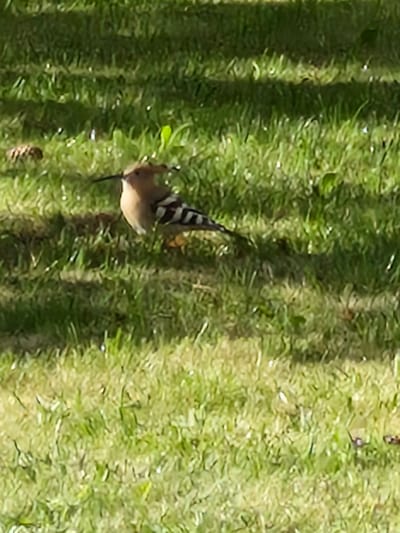 A bird with a long, downward-curving beak and striped wings stands on a patch of grass. The bird is predominantly a pale brown and tan color, with black and white stripes on its wings. The grass is green and somewhat patchy, with some fallen leaves or debris visible. The background is blurred, suggesting an outdoor environment, possibly a park or yard. The lighting indicates it is daytime, with shadows cast by an unseen object, creating alternating bands of light and shade across the grass. The scene is devoid of any structures or human presence.