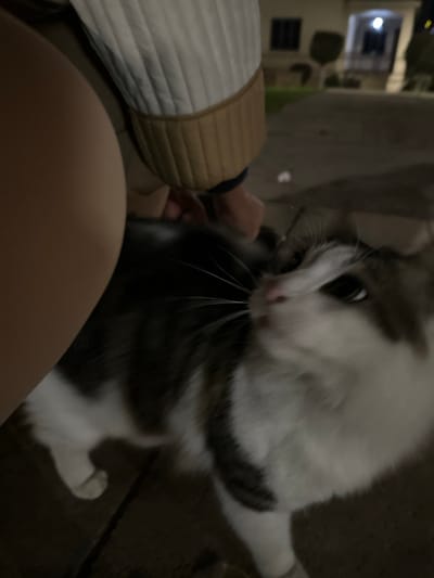 The media file presents an intimate, close-up view of a person interacting with a fluffy cat in an indoor setting, likely in Engomi, Lefkoşa, Cyprus. The central focus is a white and gray/dark tabby cat, whose face is turned towards the left, displaying prominent whiskers and wide, dark eyes. There is a slight motion blur around the cat's face, suggesting it might be moving its head, perhaps nuzzling or being affectionate. Its overall expression conveys curiosity and engagement with its human companion.

On the left side of the frame, parts of a person are visible. Their arm, clad in a distinctive quilted sleeve with white and tan sections, extends towards the cat. The person's hand is seen gently interacting with the cat, likely petting it. The curve of a thigh or lap is visible in the bottom-left, indicating the cat is positioned very close to the person.

The background is largely dark and out of focus, suggesting the image was taken in low light conditions, such as during the evening or night. A blurry light source and indistinct indoor elements can be vaguely discerned in the background. The overall mood is quiet and personal, capturing a moment of domestic companionship. No text is visible in the image.