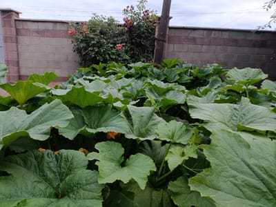 The image depicts a lush garden filled with large green leaves, likely zucchini or squash plants, in the foreground. The plants are dense and vibrant, with some hints of yellow flowers peeking through. In the background, a wall constructed of brick and concrete blocks runs horizontally across the frame. Behind the wall, a rose bush with pink and red flowers is visible, along with a wooden pole. The sky above is overcast. The scene is consistent with a residential garden area in a city like Kyzyl Suu, Kyrgyzstan, given the type of fencing and vegetation. There are no people or animals present in the image.
