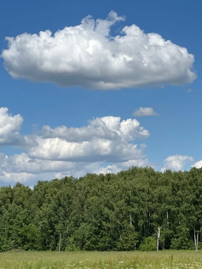 This is a landscape photograph taken in Lukovnya, Russia, under a bright, daytime sky. The image features a striking contrast between the natural elements of a forest and sky.

The left side of the frame is dominated by a vast blue sky, punctuated by several large, fluffy white clouds. One particularly prominent cloud occupies a significant portion of the left half of the image, its white mass appearing soft and voluminous against the clear blue. Other, smaller clouds are scattered throughout the sky, some appearing more wispy and elongated.

On the right side of the image, a dense forest of green trees stretches across the frame. The trees are predominantly deciduous, with a lush canopy that appears full and vibrant. Interspersed among the green foliage are the distinctive white trunks of birch trees, their slender forms visible as vertical lines against the darker greens. The forest edge meets a strip of green grassland, dotted with small white wildflowers, suggesting a rural or natural setting. A single wooden utility pole is visible within the trees, a subtle sign of human presence.

The overall impression is one of a serene and natural landscape on a clear day, likely during the warmer months given the full foliage of the trees and the abundance of wildflowers. The lighting suggests it is midday, with the sun high in the sky, casting bright illumination on the clouds and the tops of the trees. There is no visible text in the image.