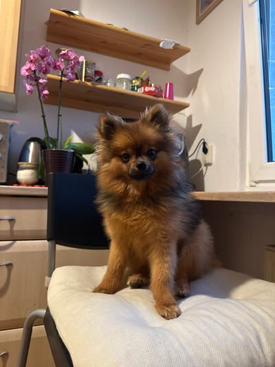 A small, fluffy dog with predominantly brown and black fur is the central subject of this vertical indoor photograph taken in Arzberg, Germany. The dog, possibly a Pomeranian, is perched on a white upholstered chair, which appears to be part of a desk setup, and looks directly at the camera with an alert and curious expression. Its front paws are resting on the arm or back of the chair.
The background reveals a cozy indoor setting. To the left, wooden shelves are mounted on a light-colored wall, holding various household items such as jars, containers, and a framed picture. A white power outlet with black cables is visible on the wall behind the dog's head. Beneath the shelves, a potted orchid with delicate pink flowers adds a touch of color to the scene. Natural light streams in from a window at the top of the frame, casting subtle shadows on the wall from the shelves and the dog, suggesting it is daytime. A dark-colored chair base or back is visible beneath the dog, contrasting with the light upholstery. No discernible text is visible in the image.