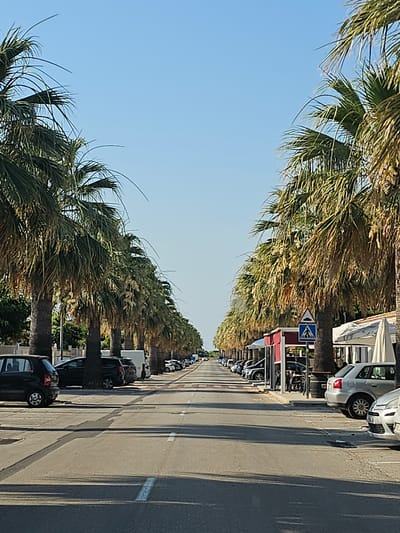 The image depicts a street lined with palm trees on both sides, creating a canopy over the asphalt road. The road has white markings indicating parking spaces and a traffic lane. Several cars are parked along the sides of the road, and a few appear to be moving in the distance. On the right side of the road, there are structures that appear to be outdoor seating areas for cafes or restaurants, with awnings providing shade. A pedestrian crossing sign is visible. The sky is clear and blue, indicating a sunny day. The environment suggests a warm climate, likely a coastal or resort area. The location is identified as El Verger, Spain, implying a Mediterranean setting.