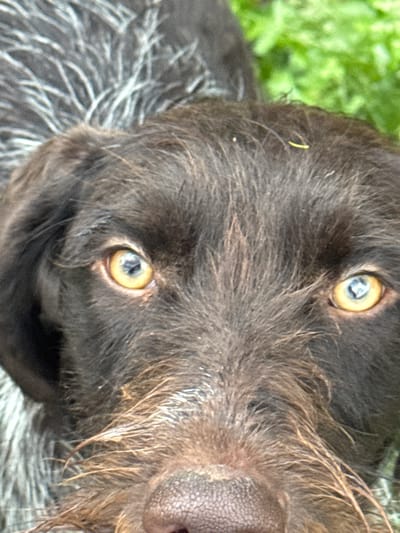 A close-up, eye-level, head-on shot focuses on the face of a dark-haired dog with striking yellow eyes. The dog's fur is dense and appears somewhat wet, with wiry strands of lighter colored hair scattered throughout its face. The background is blurred, with hints of green foliage suggesting an outdoor setting, possibly in or around the city of Ptichnik, Russia. The dog's nose is visible in the lower portion of the frame, and its ears frame its face. The overall impression is of an alert and attentive animal.