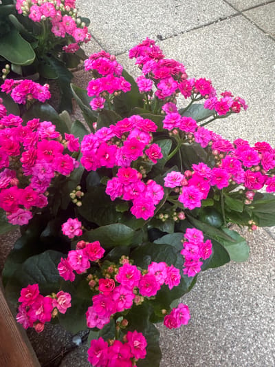 The image shows a close-up, overhead view of several clusters of bright pink flowers, likely Kalanchoe, with dark green, succulent leaves. The flowers are in various stages of bloom, with some tightly budded and others fully open. The plants are in pots, and the background consists of a textured, light gray concrete surface with visible seams, suggesting an outdoor patio or walkway. The lighting indicates it is daytime, possibly overcast. There are no people or animals visible in the image. The scene is static and appears to be a still life of the potted flowers. No specific location within Les Rousses, France, can be identified from the visual information provided.