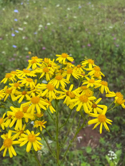 A cluster of bright yellow wildflowers with prominent orange centers is in the foreground of the image, filling the lower half. The flowers have numerous thin, pointed petals radiating outwards. Behind the yellow flowers, the background consists of a blurry field of green grass interspersed with small, out-of-focus wildflowers in shades of pink, purple, and blue. The lighting suggests an outdoor, natural setting, likely a meadow or field. There are no people, animals, or man-made structures visible in the image. The overall impression is of a vibrant, natural landscape in bloom.