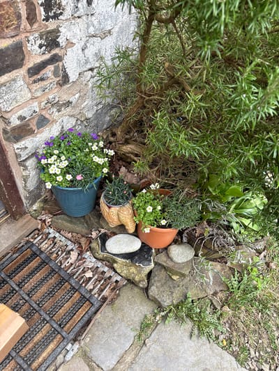 The image captures a garden scene in Stiperstones, United Kingdom. A lush rosemary bush dominates the upper left, adjacent to several potted plants including a blue pot filled with white and purple flowers. An orange terracotta pot has tipped over, its white-flowered contents spilling out. Rocks and stones create a border around the plants, alongside other foliage and some grass. The scene ends on the lower right with a brown and black doormat on a stone surface. The overall impression is of a well-tended, but slightly disheveled garden area.