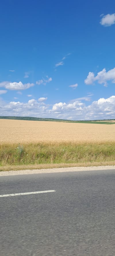 The image shows a rural landscape under a bright blue sky dotted with white, puffy clouds. In the foreground, a portion of an asphalt road with a white line is visible. Beyond the road, a wide field of golden wheat stretches out, bordered by a strip of green grass and wildflowers. In the distance, rolling hills covered in trees form the horizon. The scene captures a typical agricultural setting.