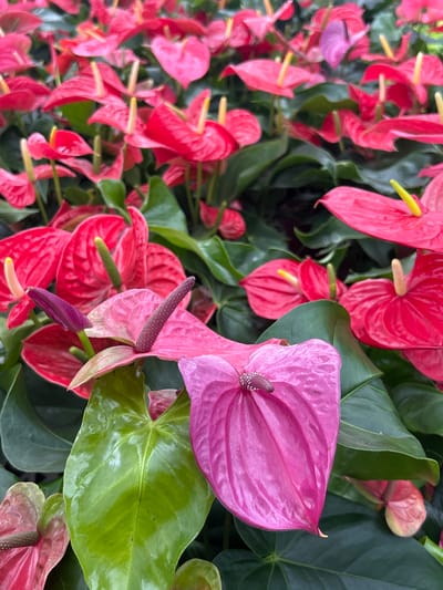 This close-up image displays a dense cluster of vibrant Anthurium plants, characterized by their glossy, heart-shaped spathes and prominent spadices. The majority of the flowers are a brilliant red or deep pink, filling the left and background portions of the frame. A particularly striking flower in the foreground on the right exhibits a rich magenta or purplish-pink hue, with its surface showing subtle textural veins. This flower features a dark purple-brown spadix, while many of the red/pink flowers have bright yellow or lime-green spadices. Lush, dark green leaves, typical of Anthurium plants, are interspersed throughout, providing a verdant contrast to the colorful blooms. The plants appear healthy and well-maintained. There is no human activity taking place, nor is any text visible in the image. The setting suggests a controlled environment like a greenhouse, garden, or indoor display, captured in bright light, likely during the daytime in Loma Verde, Argentina.