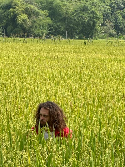 A close-up, brightly lit outdoor image captures a person partially submerged in a dense, lush field of green and yellowish-green rice plants. The subject, a person with long, dark, curly hair and a beard or stubble, wears a red outer garment over a white one. Their face is visible, with eyes cast downwards or slightly closed, conveying a sense of peace or contemplation amidst the tall foliage. The individual is positioned within the field, with the rice stalks reaching above their shoulders and head, creating a verdant canopy around them.
The rice field itself appears to be mature, with many stalks bearing individual grains, some still green and others showing hints of yellow. Beyond the extensive field, a dark green, densely forested area or hillside rises in the background, suggesting a natural or mountainous landscape. Faint lines, possibly utility poles and wires, are discernible between the field and the distant trees.
The scene is illuminated by clear daylight, indicating a sunny day. The overall impression is one of tranquility and natural beauty, characteristic of a rural agricultural setting in Ngọc Đường Commune, Vietnam. There is no visible text in the image.