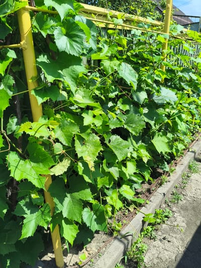 In Barysaw, Belarus, a close-up shot captures a vibrant green grape vine growing along a yellow metal support structure. The vine's large, lobed leaves are a dominant feature, casting dappled shadows on the soil below. The vine extends horizontally along a fence made of vertical wooden or metal slats, partially visible in the background. To the right, a concrete curb separates the garden bed from a paved area. The scene is bathed in bright sunlight, indicating an outdoor setting on a clear day. There are no people or animals present in the frame.