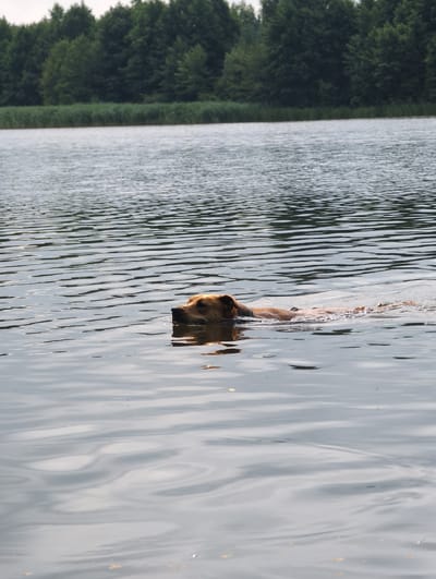 A brown dog swims in a lake, with its head and part of its body visible above the water. The dog appears to be moving from left to right. The water has a rippled texture, reflecting the sky and surrounding trees. In the background, a dense line of green trees borders the lake, with a clear sky above. The scene is peaceful and natural. The image is taken in the city of Perliavka, Ukraine.