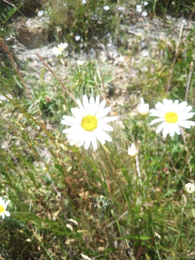 This media file is a close-up shot of several daisies in a grassy field. The daisies are the primary subjects, with their white petals and yellow centers clearly visible. Some of the daisies are in full bloom, while others are in bud. The background is a blur of green grass, brown earth, and some small white flowers. There are also some dried grass stalks in the foreground, adding texture to the image. The lighting suggests it is daytime, possibly late morning or early afternoon, with diffused light that creates a soft focus effect. The overall mood is peaceful and natural, typical of a rural or wild landscape. There is no visible text in the image. The scene appears to be set in a natural outdoor environment, possibly a meadow or a field, consistent with the provided location context of Susqueda, Spain.