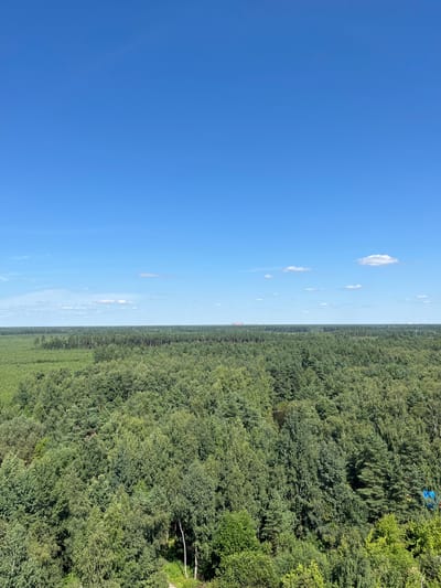 This is an aerial, wide-angle photograph taken on a clear, sunny day. The image depicts a vast expanse of dense, green forest under a bright blue sky with scattered white clouds. The forest occupies the majority of the frame, with a lighter green, more manicured area visible in the mid-ground, transitioning into a darker, more varied canopy in the foreground. In the far distance, a flat horizon line is marked by a faint band of lighter green, suggesting a distant treeline or open landscape. There are no visible people or animals in the frame. The scene is consistent with a natural, undeveloped area, possibly a park or a protected natural reserve, within or adjacent to the city of Металлург Снт, Russia.