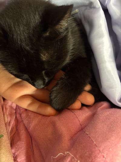 A close-up shot captures a black kitten nestled in a person's hand. The kitten's dark fur is soft and appears to be partially covered by a pale purple fabric, possibly a blanket. The kitten's head is lowered, resting on the hand, and one of its front paws is visible, also resting on the hand. The hand is fair-skinned and gentle. The background is dominated by textured pink fabric, suggesting the scene is taking place indoors, perhaps on a bed or sofa. The lighting is soft, creating a cozy and intimate atmosphere. The location is unspecified but the overall impression is one of comfort and care.