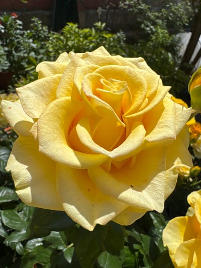 A close-up, eye-level shot features a large, vibrant yellow rose in full bloom. The rose dominates the foreground, its petals unfurling in a spiral pattern, with soft shadows and highlights revealing their texture. The background is softly blurred, showcasing lush green foliage and hints of other yellow roses and buds. The setting appears to be a garden. The image is well-lit, suggesting it was taken outdoors during daylight. There are no people or explicit actions depicted. The location is stated as Davydovka, Ukraine.