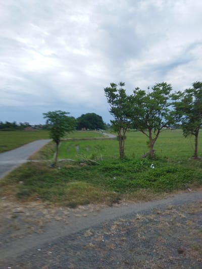 The image depicts a rural scene in Tanjungselamat, Indonesia, under a cloudy sky. A paved path curves through lush green fields, possibly rice paddies. Several trees are scattered across the landscape, with one prominent cluster of three trees in the foreground on the right. The ground is a mixture of dry grass and dirt. The overall impression is one of tranquility and natural beauty, with a hint of human presence suggested by the path and distant structures.